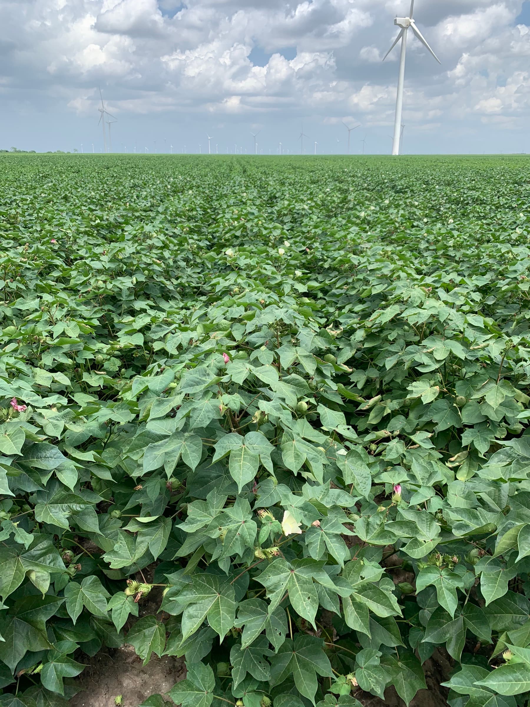 Cotton in full canopy