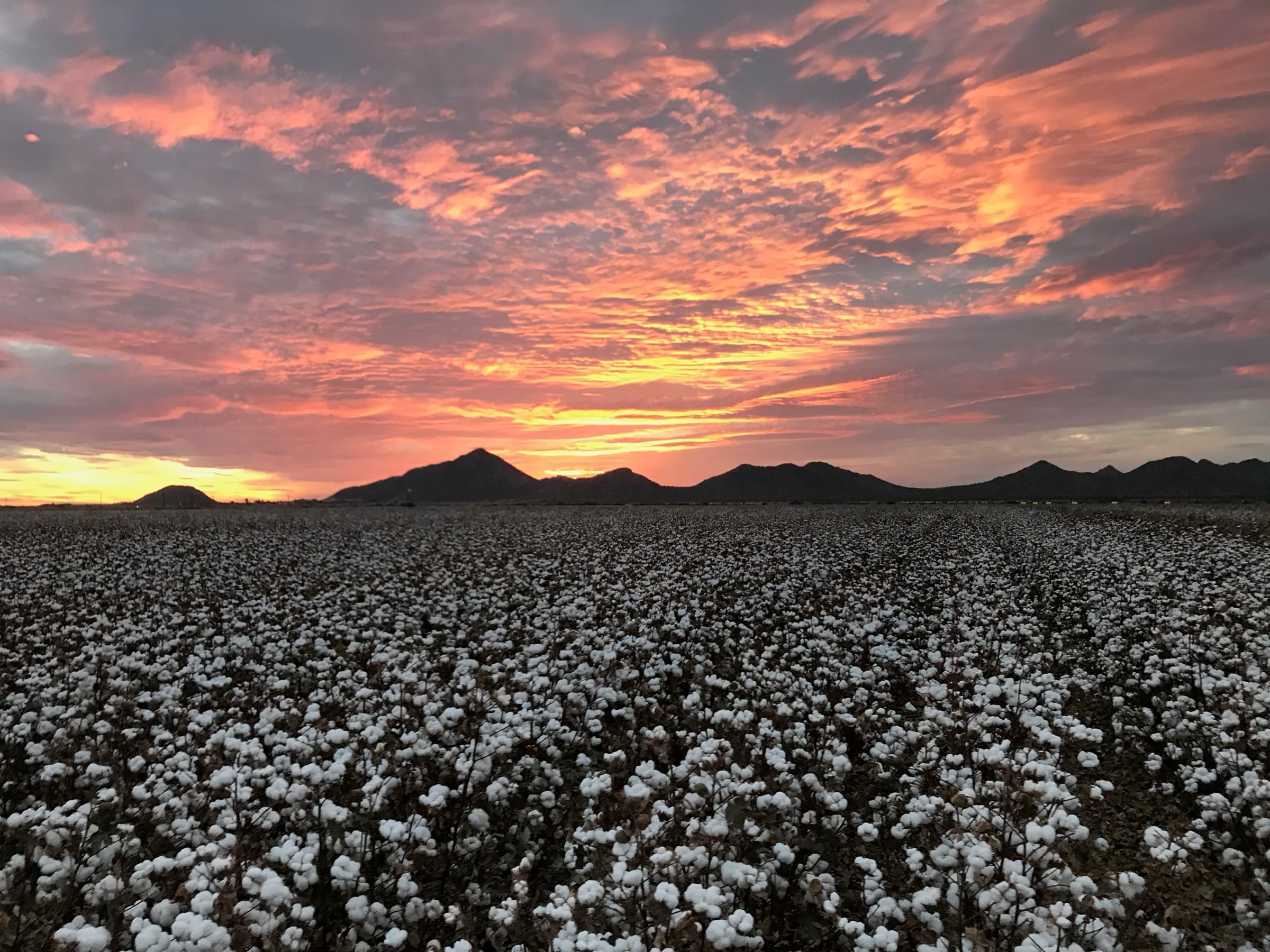 Cotton field at sunset, from our own farms